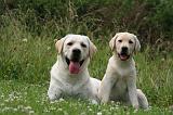 LABRADOR 1271